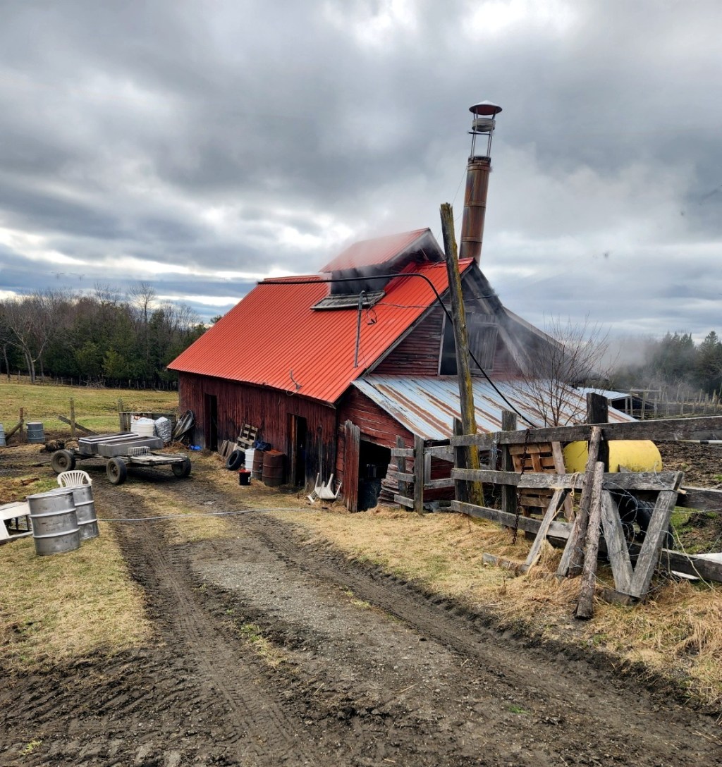 Maple Syrup – Nature’s Gift